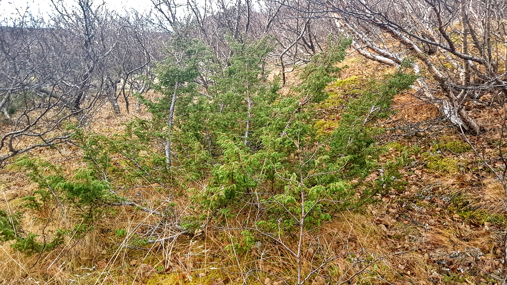 Einir (Juniperus communis) í Búrfellsskógi Haukadal. Ljósmynd: Trausti Jóhannsson