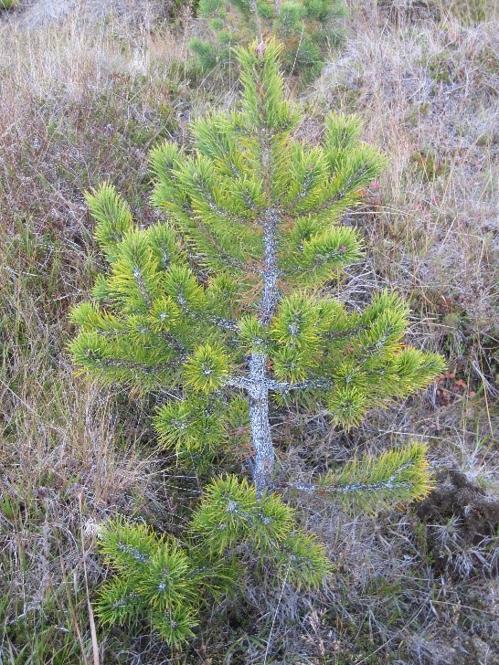 The white wool on the stem and branches show that this Scots pine is infected by the pine woolly aphid. Credit: Lárus Heiðarsson/Icelandic Forest Service.