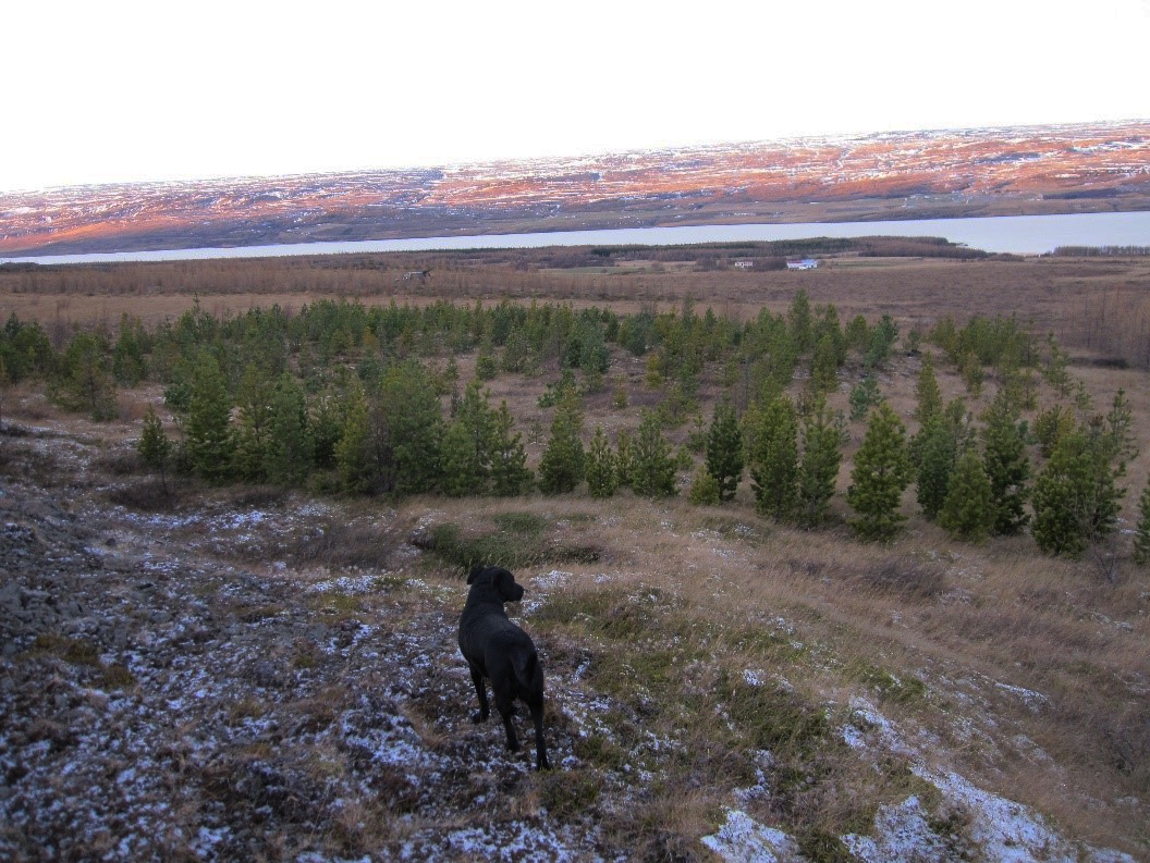 Overview of the study site in Mjóanes, eastern Iceland with Icelandic provenance of Scots pine called Hallormsstaður in the front. Credit: Lárus Heiðarsson/Icelandic Forest Service.