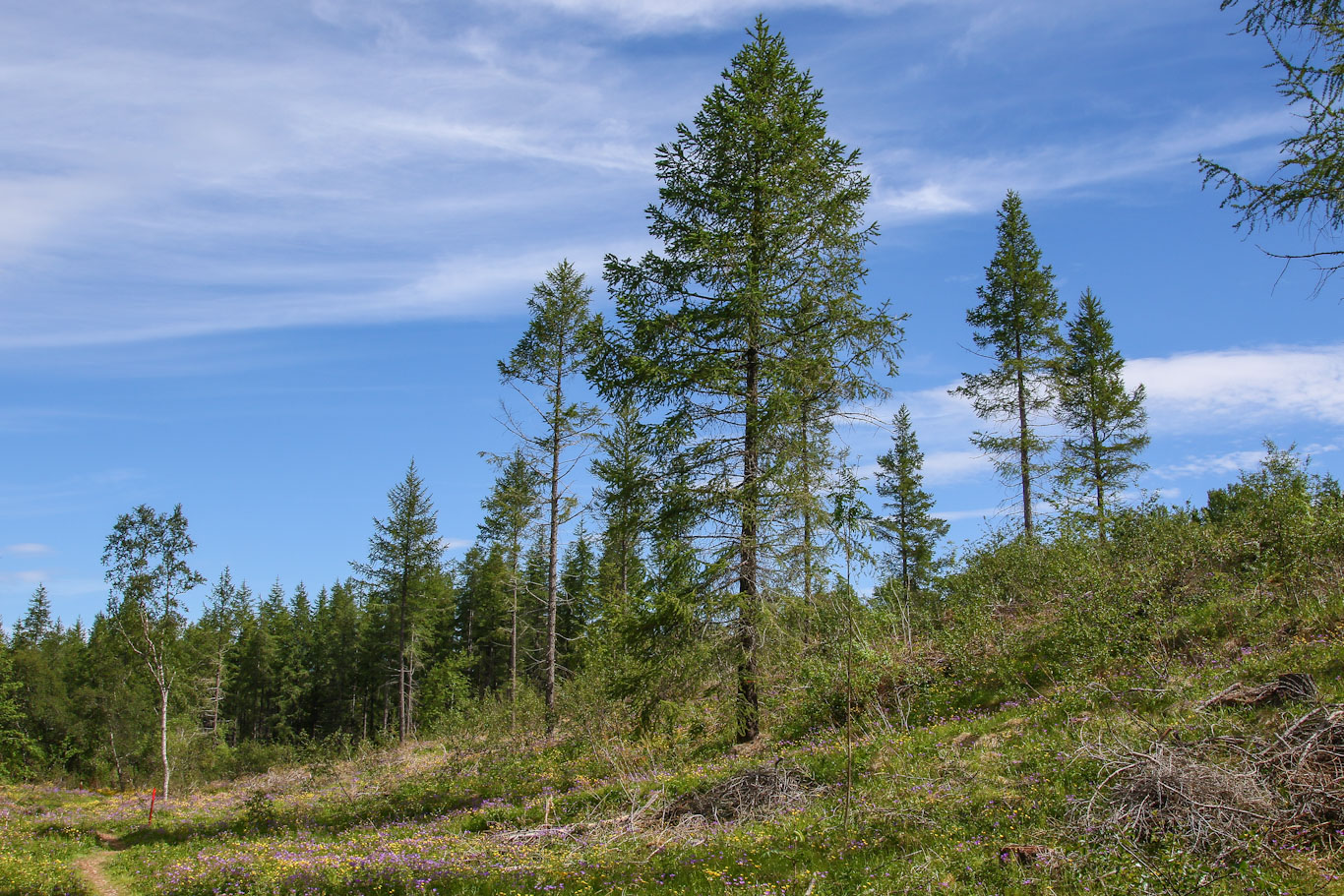 Forest management of a 60 year old Siberian larch plantation in Hallormsstaður Forest. Photo: Pétur Halldórsson