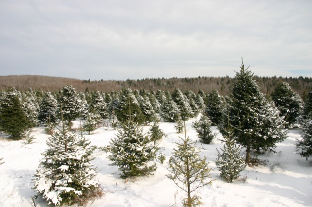 Jólatrjáaakur að vetri í Newburgh í Maine í Bandaríkjunum. Mynd: Justin Russell/Piper Mountain Christmas Tree Farm.