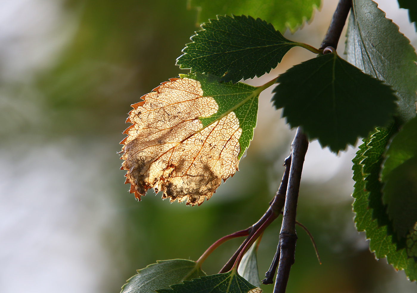 A downy birch leaf with traces of the larvae of white-spot purple. You can tell by the droppings from the larvae whether the tree has been attacked by the white-spot purple or the Scolioneura betuleti. The former emits thread-like droppings as shown here, while the droppings of the latter are tiny ball-shaped ones like on the heading photo. Photo: Pétur Halldórsson