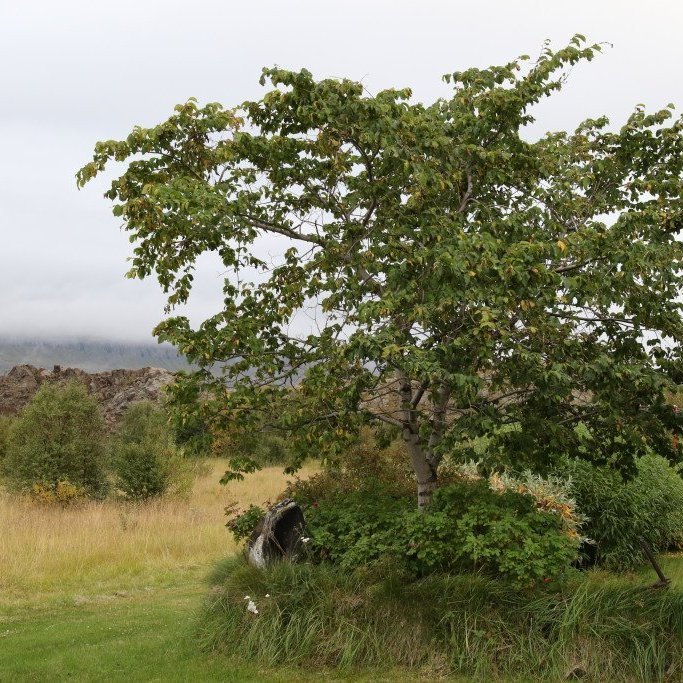 Álmur er skemmtilegt garðtré og eykur fjölbreytni þar sem þess er óskað í skógrækt.