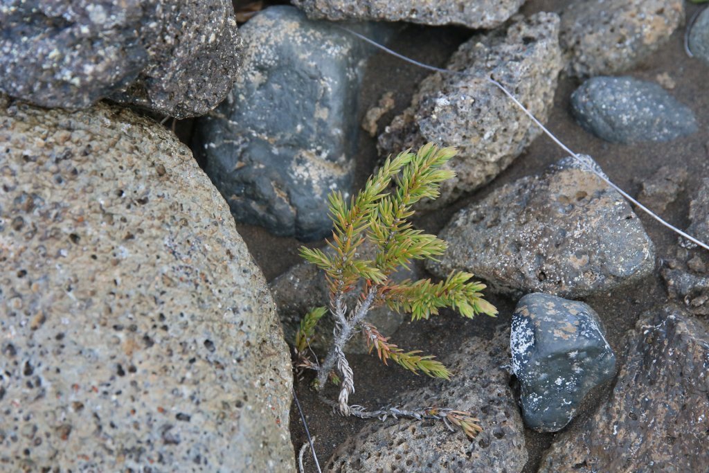 Fræplanta einis á Hólasandi. / A juniper seedling in Hólasandur land reclamation area. Ljósmynd/Photo: Pétur Halldórsson