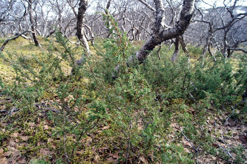 Einir í birkiskógi á Þórsmörk. / Common juniper in a native birch forest. Ljósmynd/Photo: Hreinn Óskarsson