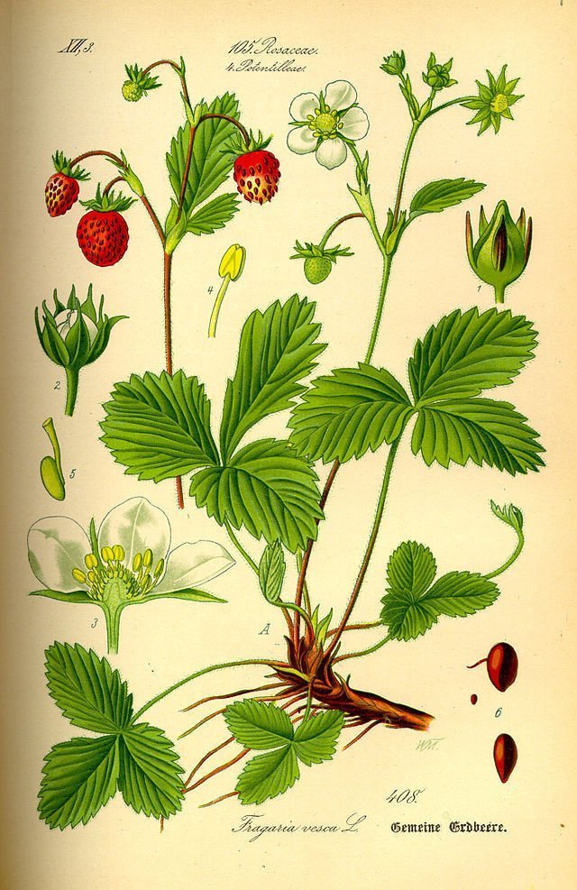 Mynd af jarðarberjaplöntu úr bókinni Flora von Deutschland, Österreich und der Schweiz eftir Dr. Otto Wilhelm Thomé prófessor, útg. 1885