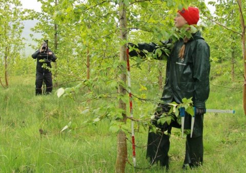 Intern assisting a scientist on forest inventory work. Photo: Pétur Halldórsson