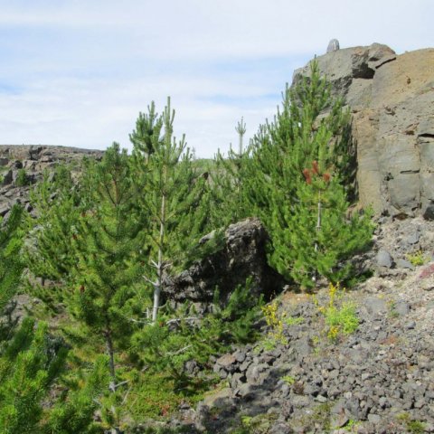 Stafafura í grjótnámi við sandinn 2012. Ljósmynd: Aðalsteinn Sigurgeirsson