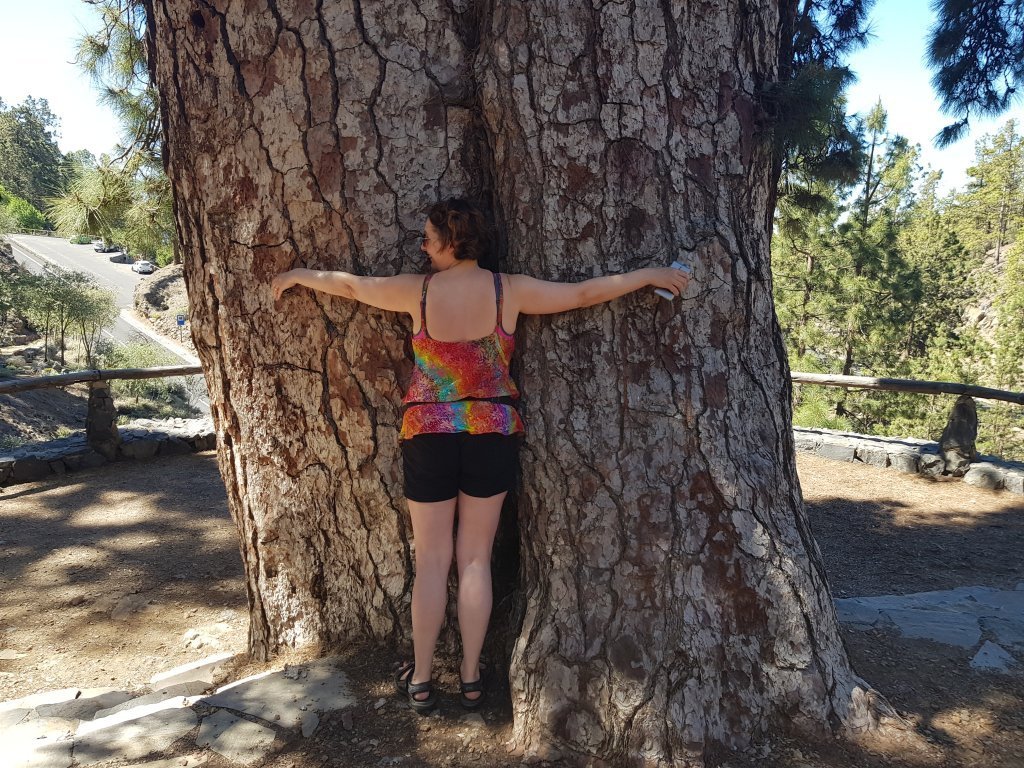 Edda knúsar kanaríeyjafuru (Pinus canariensis) á Tenerife