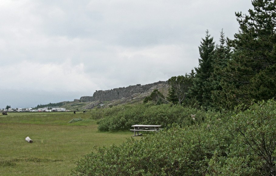 Í furulundinum á Þingvöllum.