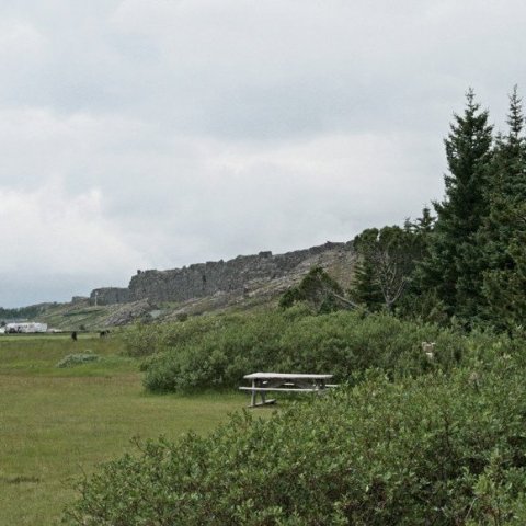 Í furulundinum á Þingvöllum.