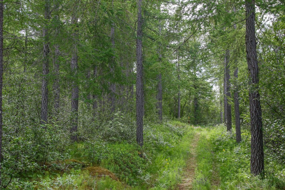 Ein gepflegter Lärchenwald, hell und schön mit üppigem Unterholz.  Foto: Pétur Halldórsson